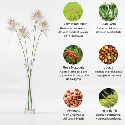 Cyperus Rotundus Oil 30ml